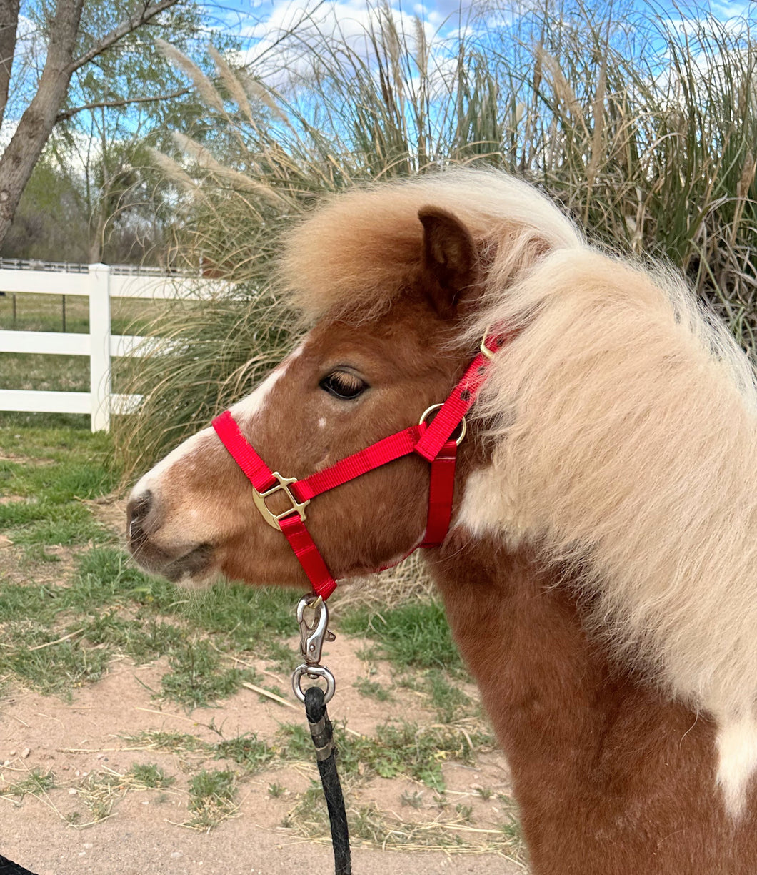 Nylon Halters--Colt/Pony